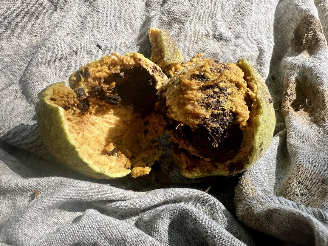 A gross looking mashy fruit is broken open to reveal a yellow interior and a dark brown inner nut.