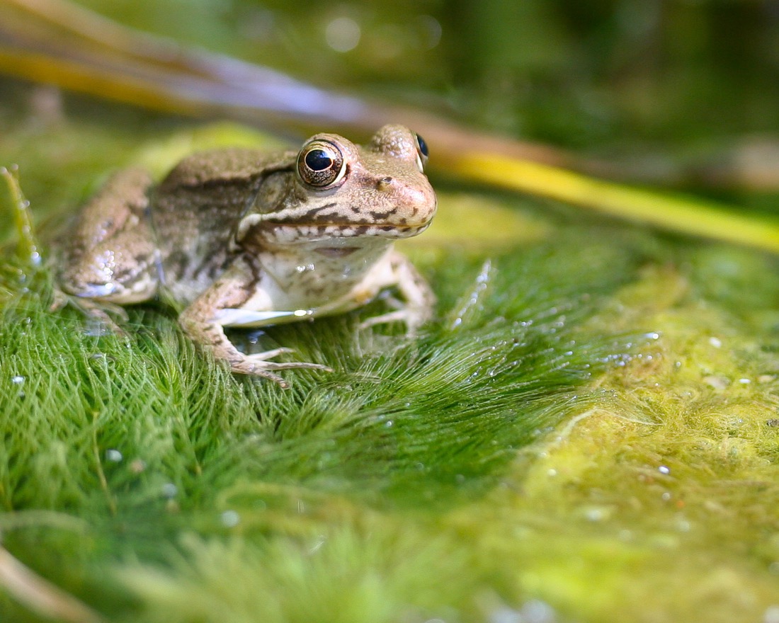 A friendly looking frog floats or sits on a moss covered pond. The frog is brownish green and is facing with camera at a slight angle towards the right. 