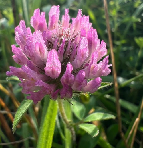 A red clover flower head that consists of 30 or so small pink flowers. It is covered in dew that sparkles in the morning sun. 