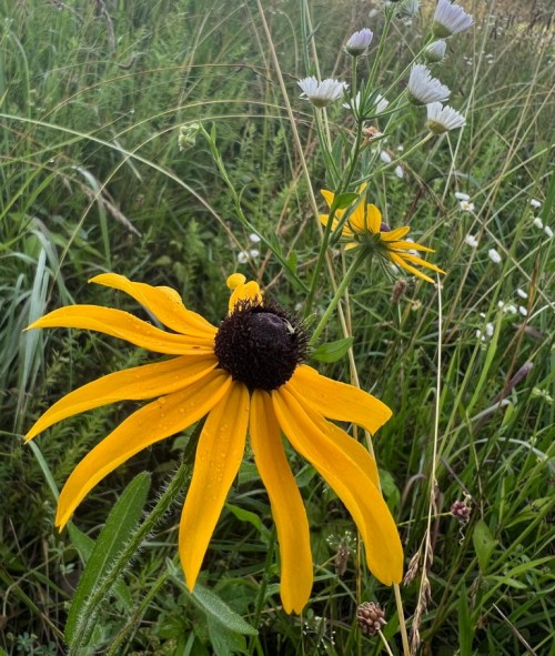 A black-eyed Susan wildflower with yellow petals and dark brown center set against a background of tall native grasses 