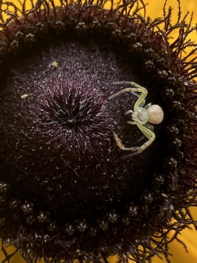 A macro photo of the brown center of a slack-eyed Susan wildlower with a light pale green colored crab spider