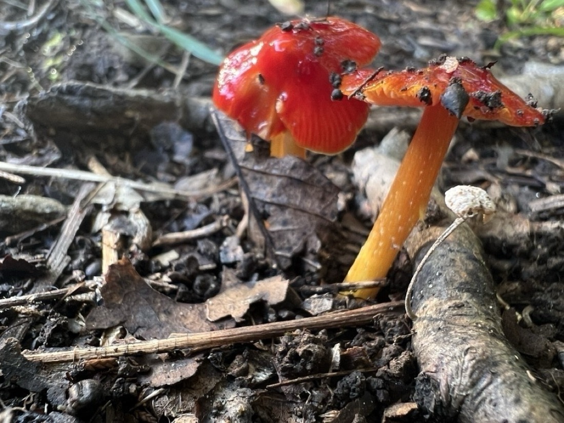 two mushrooms, growing near each other. They have orangish, stems and red caps. Surrounding the mushrooms is a mix of forest floor debris, including small steaks, and leaves